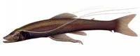 Attenuated spider fish (Bathypterois atricolor)