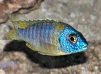 Aulonocara chizumulu (Aulonocara korneliae)