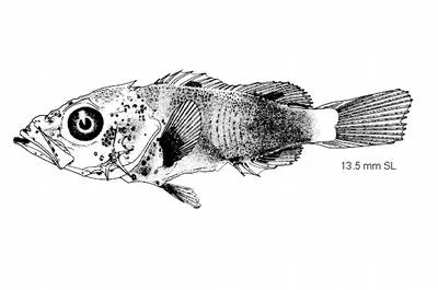 Aurora rockfish (Sebastes aurora)