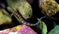 Aurora unernak (Gymnelus retrodorsalis)