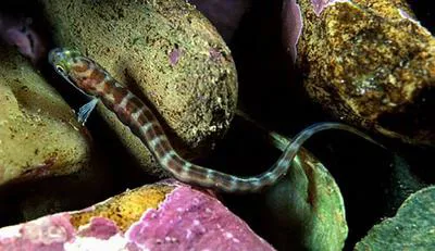 Aurora unernak (Gymnelus retrodorsalis)