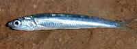 Australian anchovy (Engraulis australis)