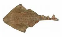 Australian angelshark (Squatina australis)