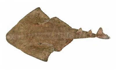 Australian angelshark (Squatina australis)