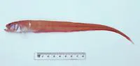 Australian bandfish (Cepola australis)