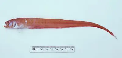 Australian bandfish (Cepola australis)