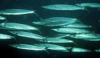 Australian barracuda (Sphyraena novaehollandiae)