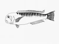 Australian barred tilefish (Branchiostegus serratus)