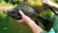 Australian bass (Macquaria australasica)