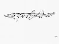 Australian blackspot catshark (Aulohalaelurus labiosus)