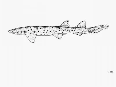 Australian blackspot catshark (Aulohalaelurus labiosus)