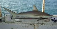 Australian blacktip shark (Carcharhinus tilstoni)