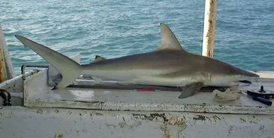 Australian blacktip shark (Carcharhinus tilstoni)