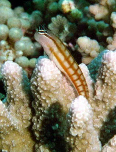 Australian blenny (Ecsenius australianus)
