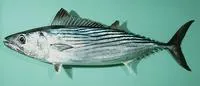 Australian bonito (Sarda australis)