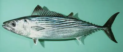 Australian bonito (Sarda australis)