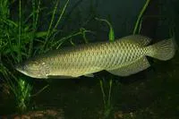 Australian bonytongue (Scleropages jardinii)