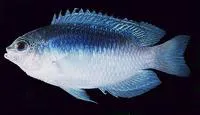 Australian damsel (Pomacentrus australis)