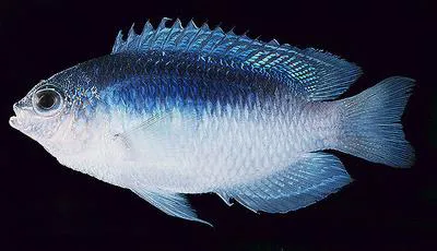 Australian damsel (Pomacentrus australis)