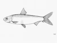 Australian freshwater herring (Potamalosa richmondia)