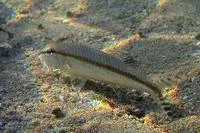 Australian goatfish (Upeneus australiae)