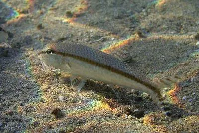 Australian goatfish (Upeneus australiae)