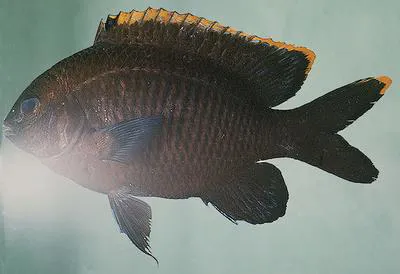 Australian gregory (Stegastes apicalis)