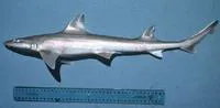 Australian grey smooth-hound (Mustelus ravidus)