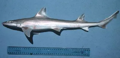 Australian grey smooth-hound (Mustelus ravidus)