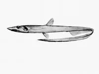Australian halosaur (Halosaurus pectoralis)