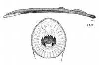 Australian lamprey (Mordacia mordax)