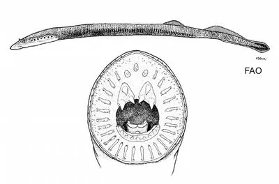 Australian lamprey (Mordacia mordax)