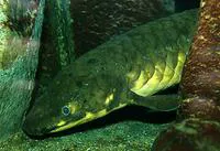 Australian lungfish (Neoceratodus forsteri)