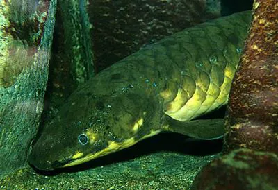 Australian lungfish (Neoceratodus forsteri)