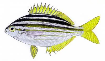 Australian mado (Atypichthys strigatus)
