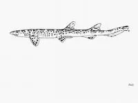 Australian marbled catshark (Atelomycterus macleayi)