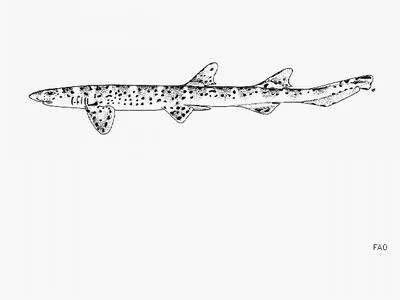 Australian marbled catshark (Atelomycterus macleayi)