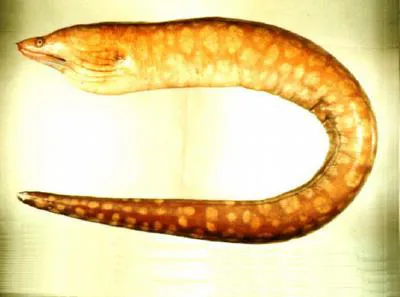 Australian mottled moray (Gymnothorax prionodon)