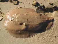 Australian numbfish (Hypnos monopterygius)