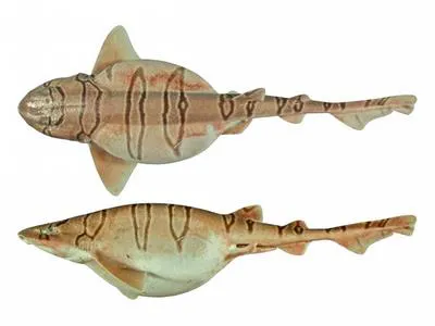 Australian reticulate swellshark (Cephaloscyllium hiscosellum)