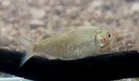 Australian river gizzard shad (Nematalosa erebi)