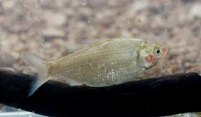 Australian river gizzard shad (Nematalosa erebi)