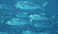 Australian salmon (Arripis trutta)