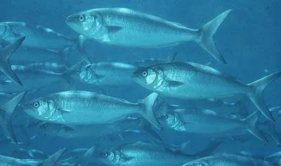Australian salmon (Arripis trutta)