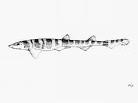 Australian sawtail catshark (Figaro boardmani)