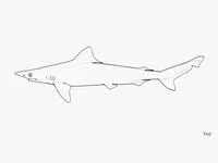 Australian sharpnose shark (Rhizoprionodon taylori)