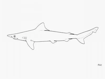 Australian sharpnose shark (Rhizoprionodon taylori)