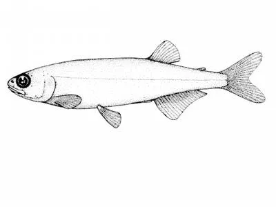Australian smelt (Retropinna semoni)