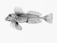 Australian spiny gurnard (Lepidotrigla papilio)