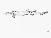 Australian spotted catshark (Asymbolus analis)